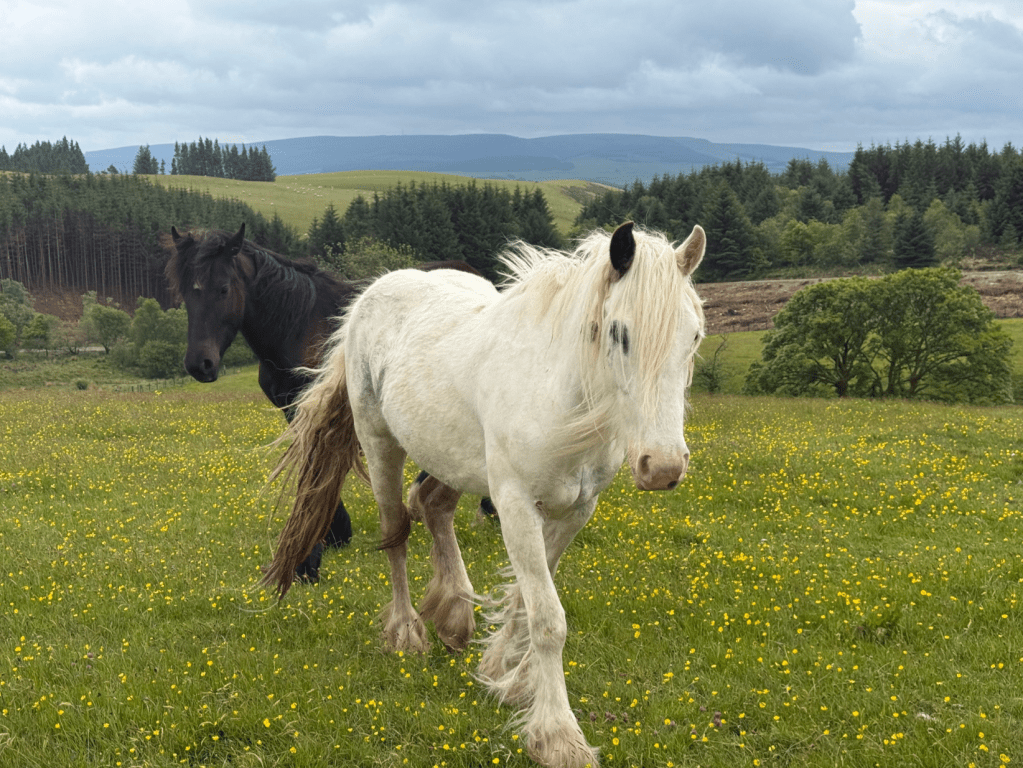 No packhorses here - only bring what you need on the trail. Credit: Francesca Donovan