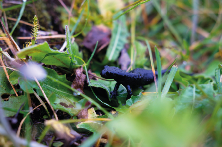 An alpine salamander out for a walk in the rain.