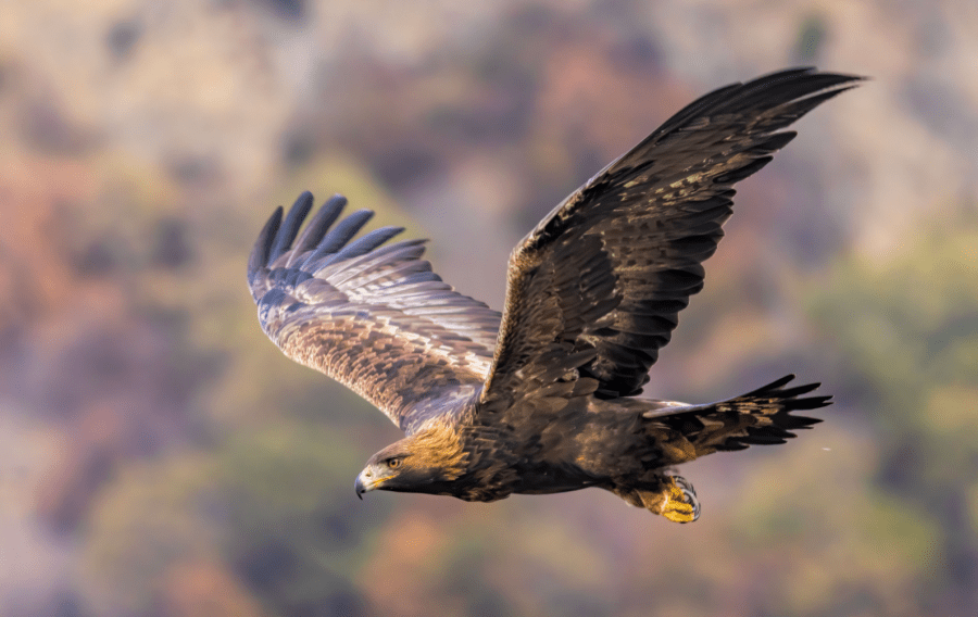 eagle wildlife crime