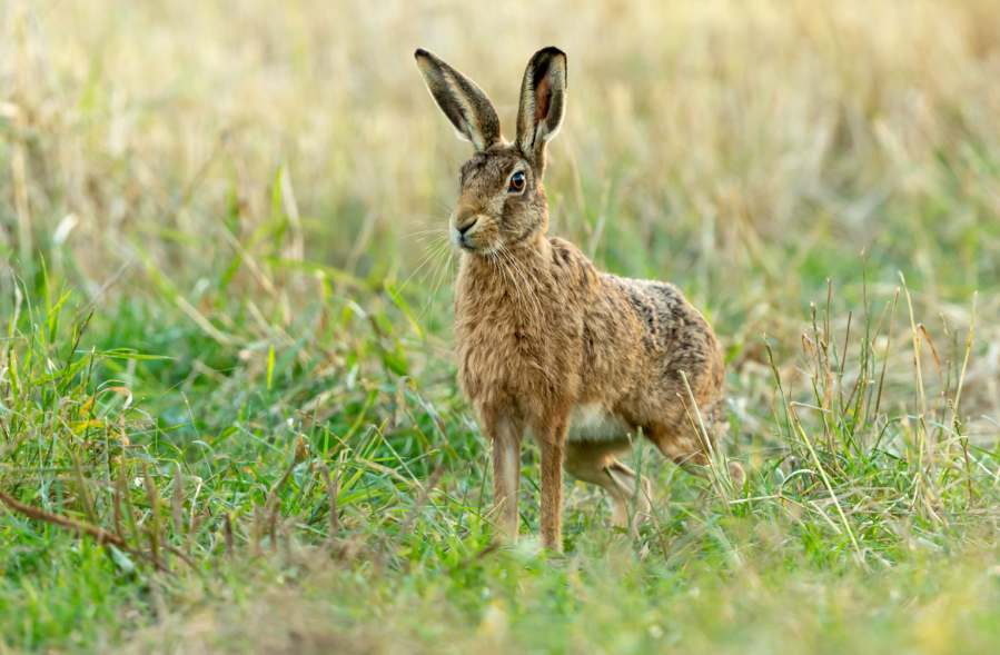 wildlife crime