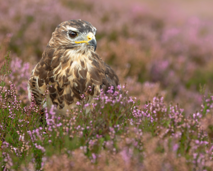 wildlife crime