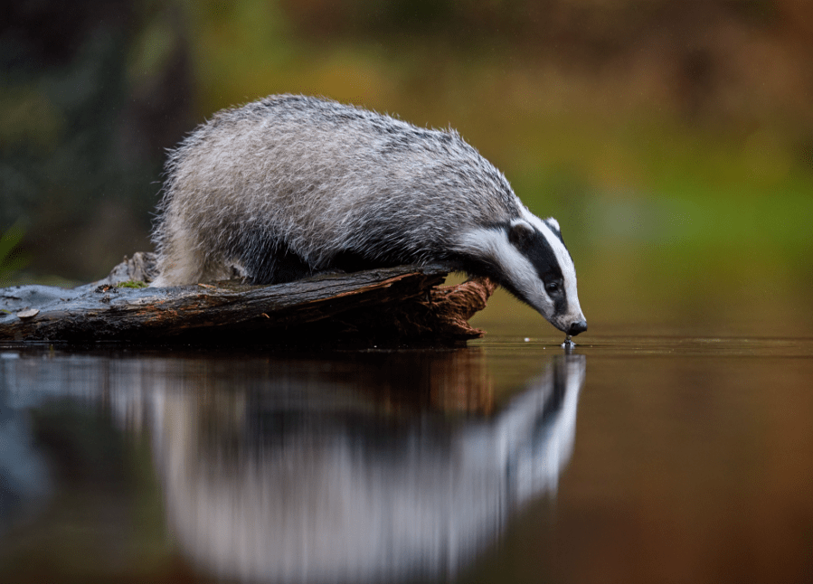 wildlife crime