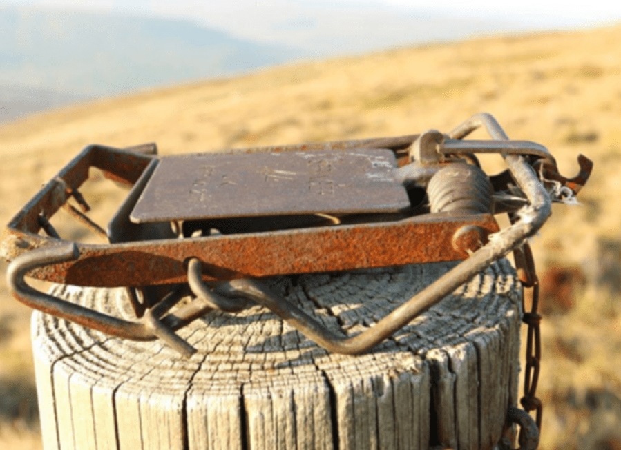 wildlife crime trap