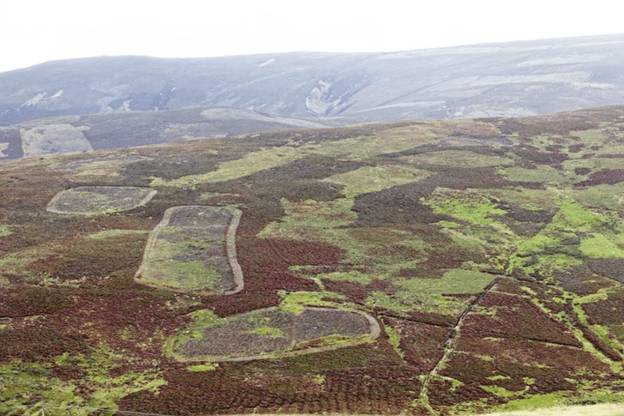 wildlife crime northumberland