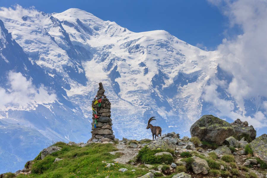 Alpine ibex (Capra ibex). In background Mont Blanc, France
