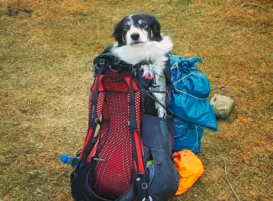 When Moss was injured on trail, John had to rearrange his backpack... credit @houndsofhowgate