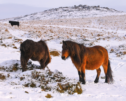 2a Ponies on the edge of Cox Tor