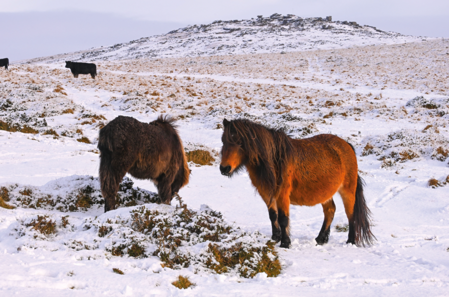 2a Ponies on the edge of Cox Tor
