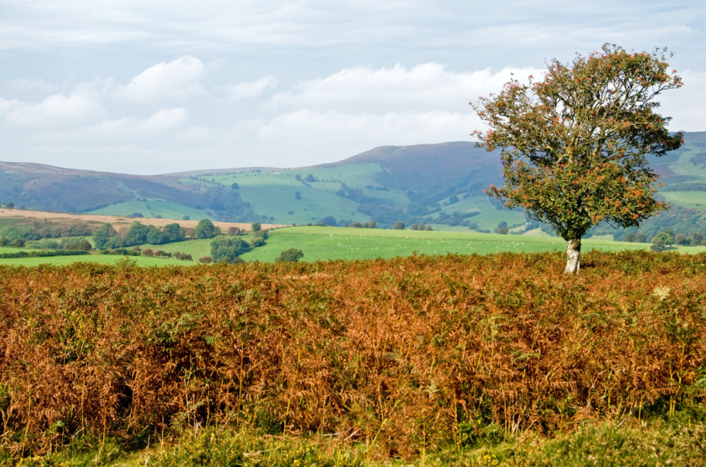 Beacon Hill (centre) and the northern slopes of Pool Hill (left) seen from Wernygeufron Hill