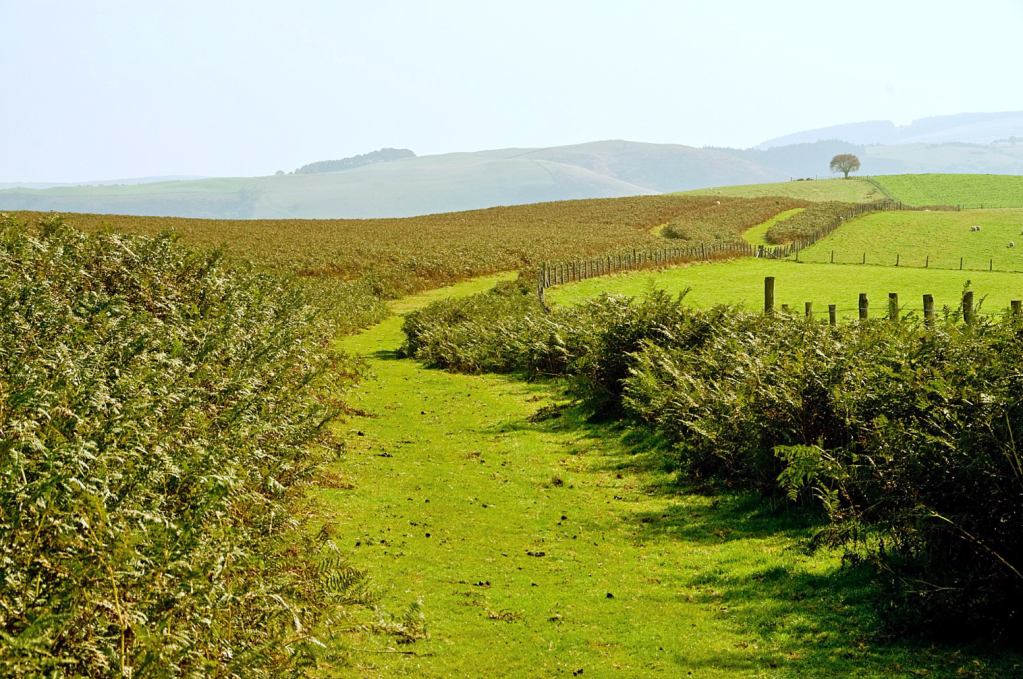 Looking east from Goytre Hill with the west-facing slopes below Offa’s Dyke in the distance