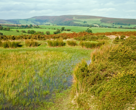 The upland commons around Beacon Hill are important habitats for moorland birds and rare invertebrates