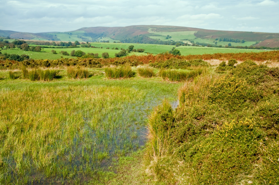 The upland commons around Beacon Hill are important habitats for moorland birds and rare invertebrates