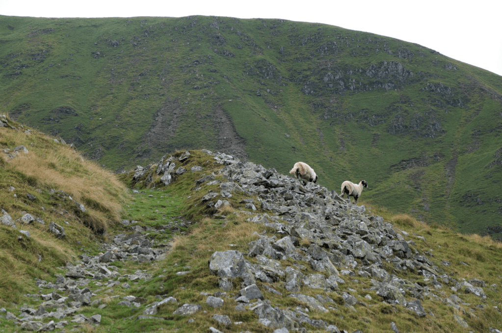 Beyond wp3, the grassy path forms a trench on the fellside_DSCF0117