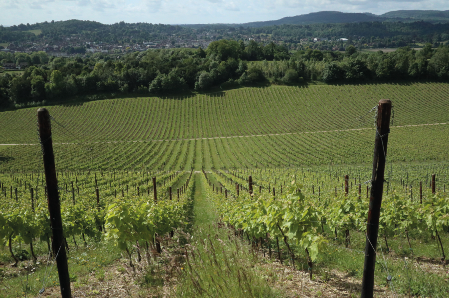 Denbies Vineyard