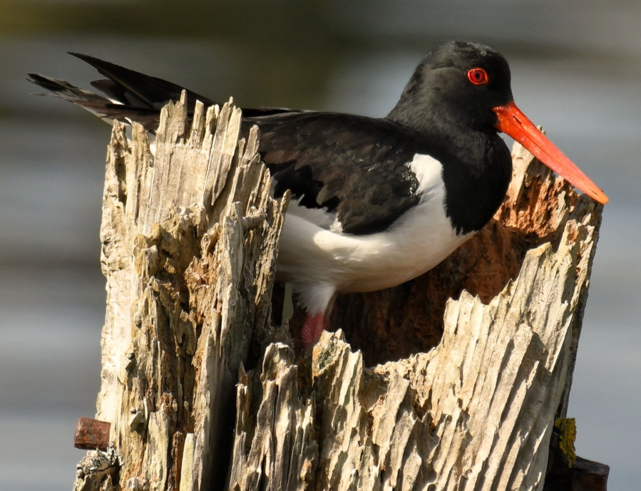 An Oystercatcher goblet. Credit: Nadia Shaikh