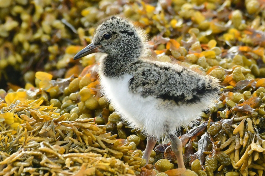 Oystercatcher chicks benefit from a parental delivery service. Credit: John Wiliams