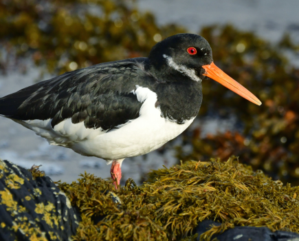 Oystercatcher. Credit: John Wiliams
