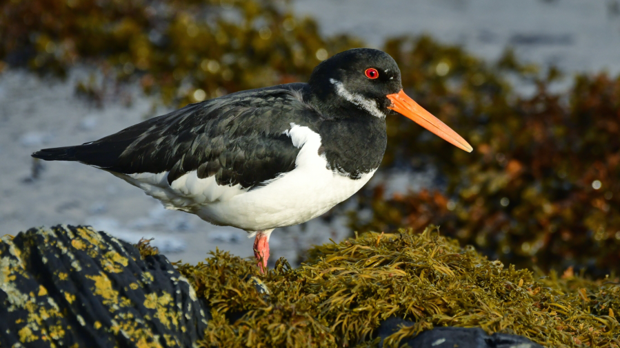 Oystercatcher. Credit: John Wiliams