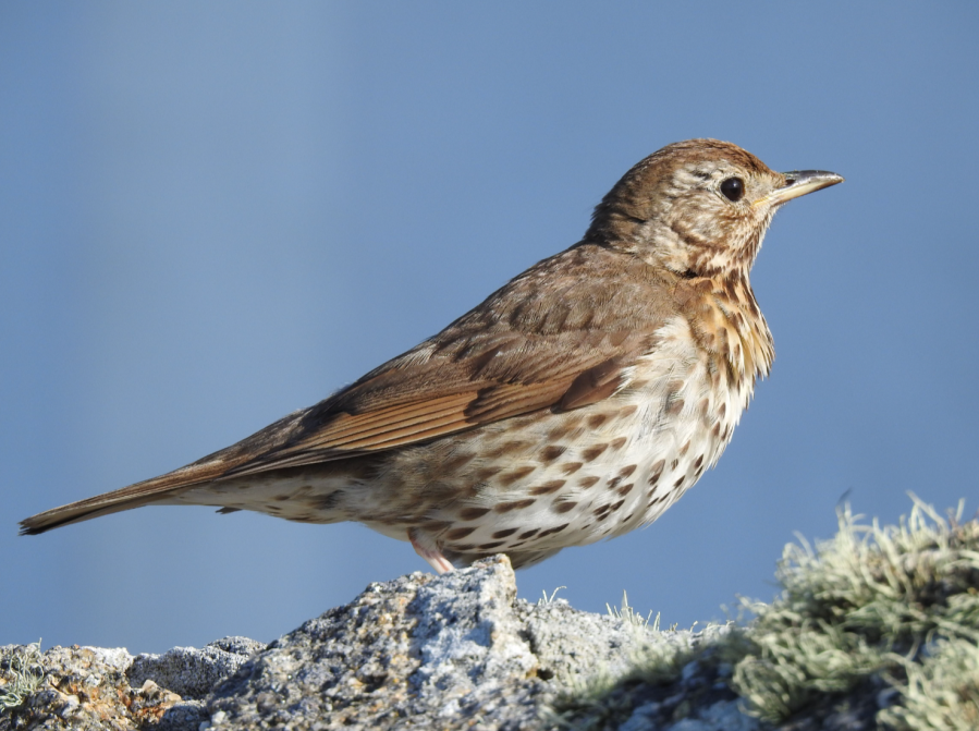 Song Thrush 2 Sara Humphrey