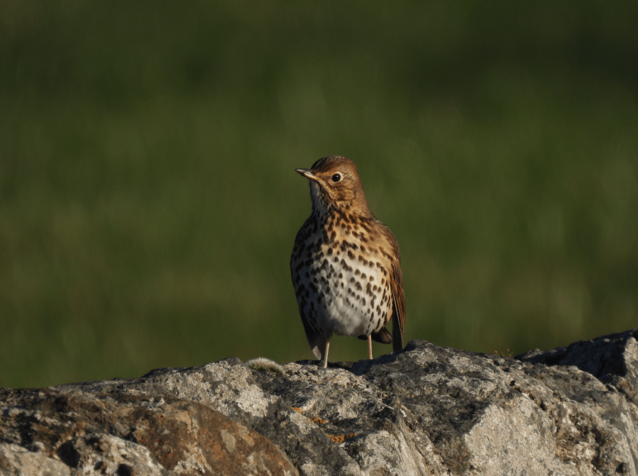 Credit: Song Thrush 2 Credit: Sara Humphrey