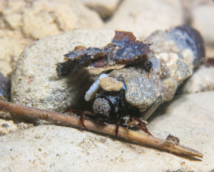 Caddisfly larvae in it's stone sleepig bag - credit shutterstock: Rostislav Stefanek
