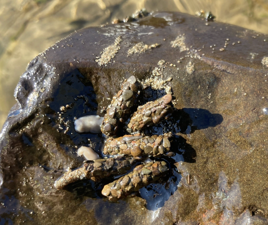 Caddisfly Larva in their bags - credit Nadia Shaikh