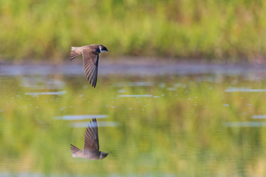 Sand Martins are a caddisfly's natural companion. Credit: Shutterstock