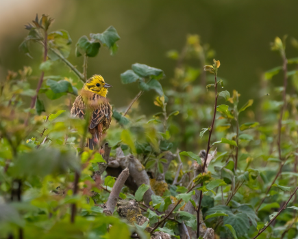 MAIN Male yellowhammer (Emberiza citrinella) perches in a hedge, Norfolkshutterstock_2154912097