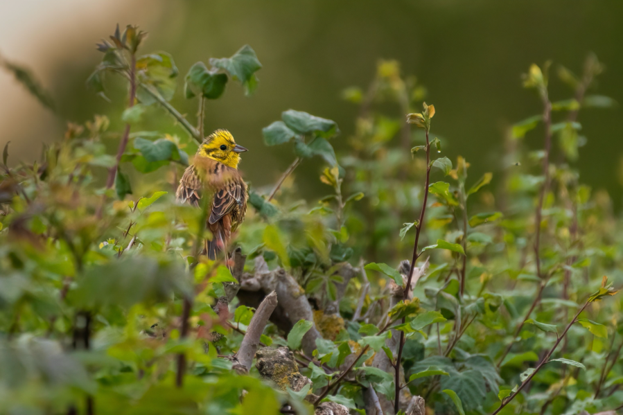 MAIN Male yellowhammer (Emberiza citrinella) perches in a hedge, Norfolkshutterstock_2154912097