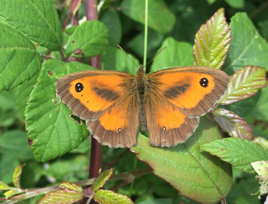 Gatekeeper in hedgerow