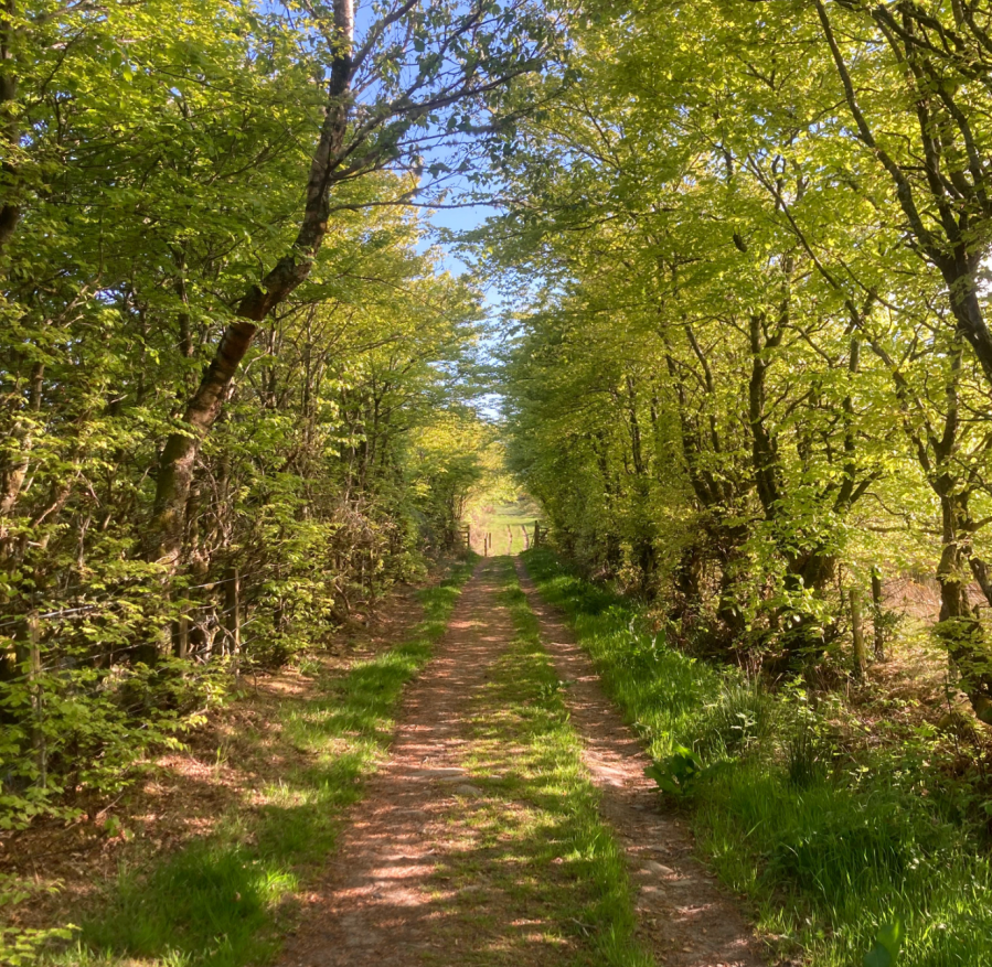 INSERT Overgrown hedgerow