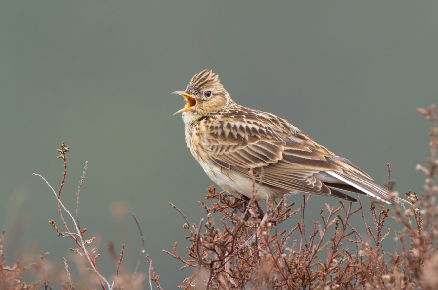 skylark -credit Rob Christiaans - Shutterstock