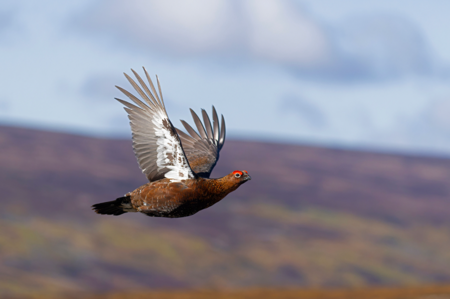 red grouse - credit Enri - shutterstock_2141227193
