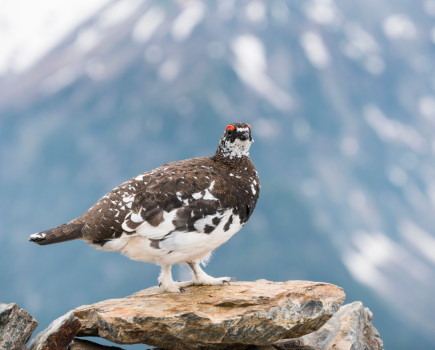 main_The croaking Ptarmigan should be a mountain mainstay_credit Rock Ptarmigan Shutterstock