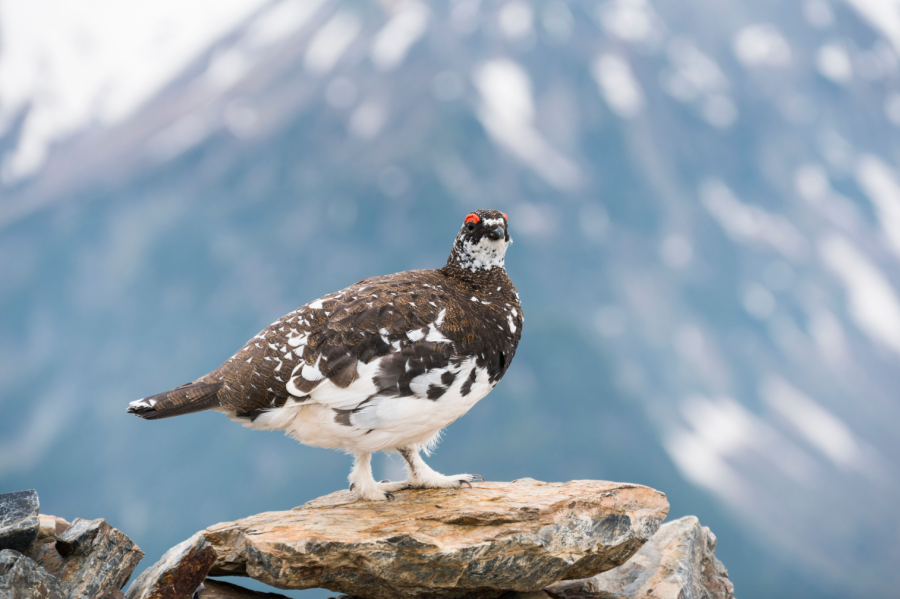 main_The croaking Ptarmigan should be a mountain mainstay_credit Rock Ptarmigan Shutterstock