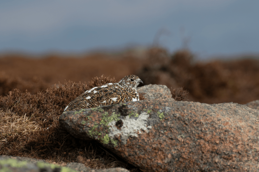 insert_A master of camoflague_credit Paul A Carpenter Shutterstock.jpg