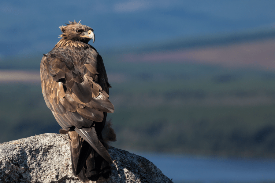 eagle_credit Christopher Wild Shutterstock