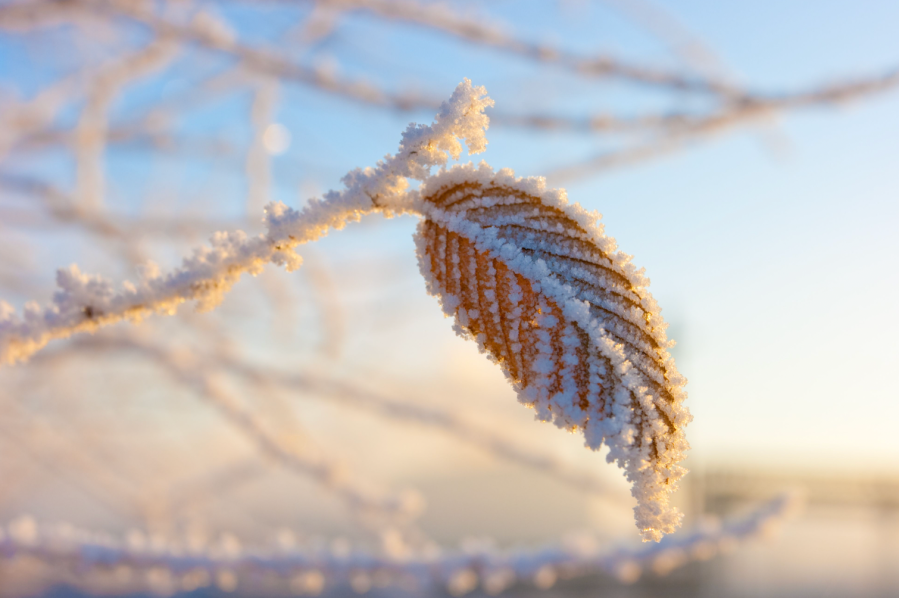 Hoar frost on a late Autumn leaf. Credit: Alexandr Makarov / Shutterstock