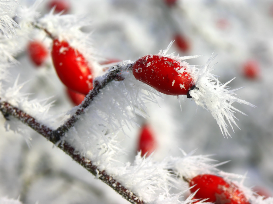 companion berry credit Dobs Shutterstock