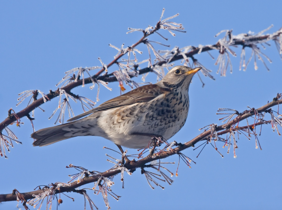 companion fieldfare_credit Sokolov Alexey Shutterstock_363470492
