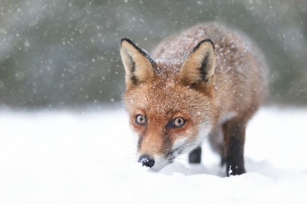 fox Giedriius Shutterstock