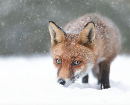 fox Giedriius Shutterstock