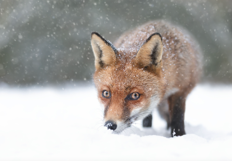 fox Giedriius Shutterstock