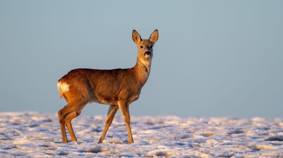 deer_Jakub Mrocek Wild Media Shutterstock