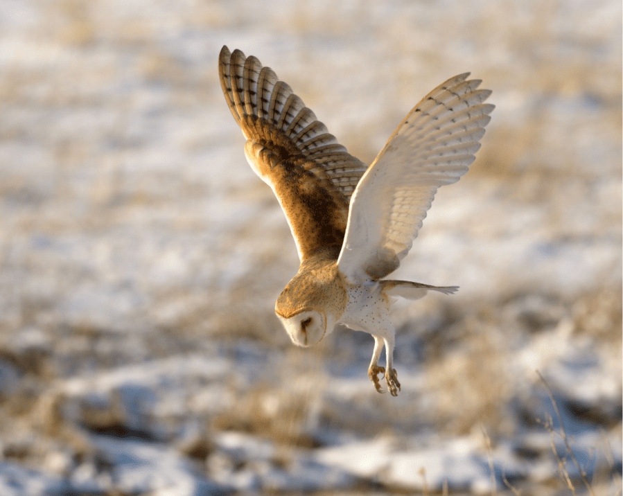 The barn owl: a winter companion with a differing reputation. owl_Suzanne Renfrow Shutterstock