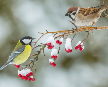 great tit on the left and a tree sparrow on the right. 