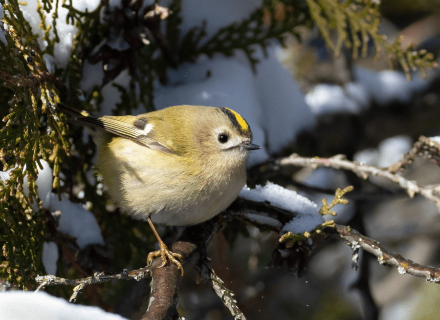 *insert Goldcrest_Yuriy Balagula Shutterstock