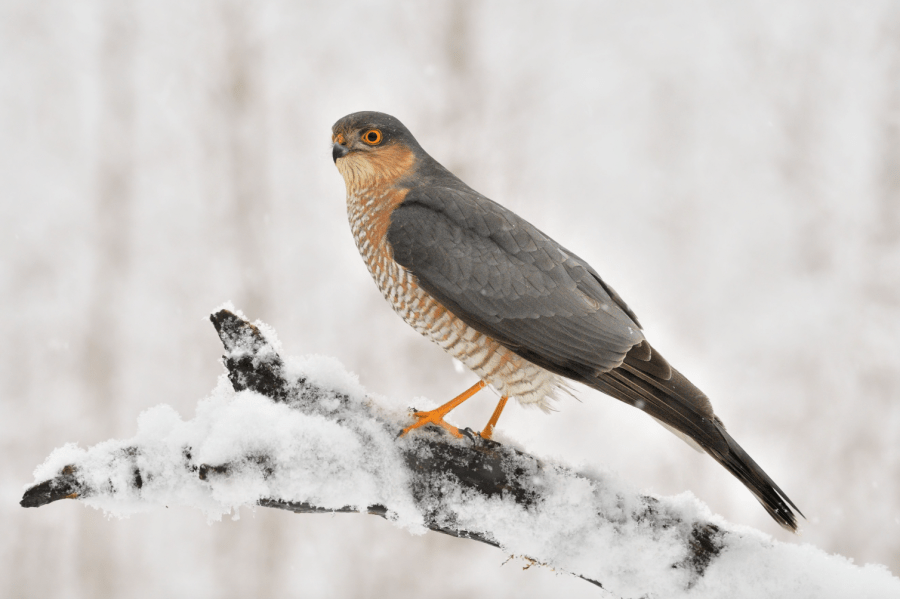 sparrowhawk_credit nojafoto Shutterstock