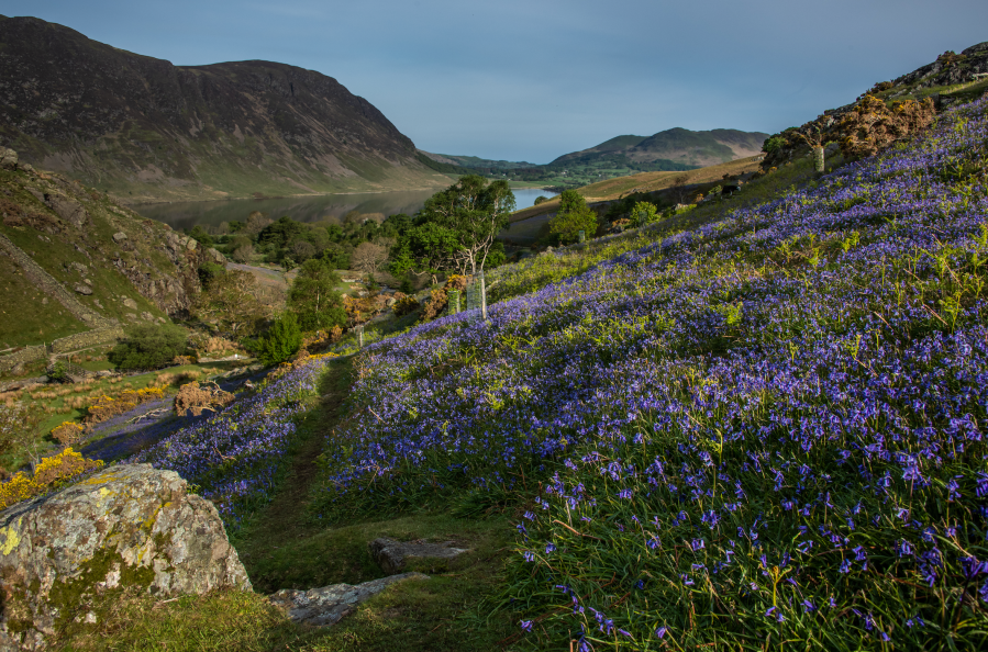 The carpet of bluebells at Rannerdale grow in open hillside, with most of the valley turning blue when they are in bloom Credit: Mountain Treks / Shutterstock