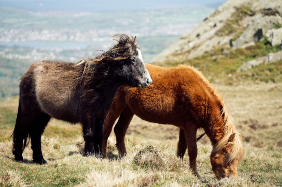 48 A pair of Carneddau ponies who came to say hello